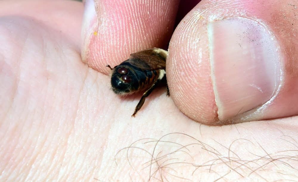 Eine Biene mit zwei Varroa-Milben