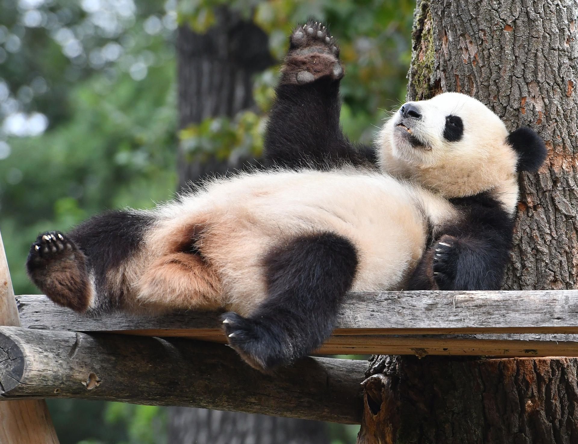 Auch einfach mal abhängen: Panda Meng Meng im Berliner Zoo.