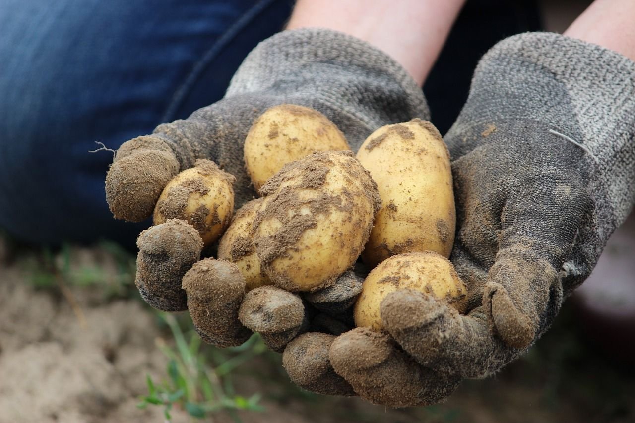 Bekommen Kartoffeln zu viel Licht, bilden sie giftige Bitterstoffe aus.
