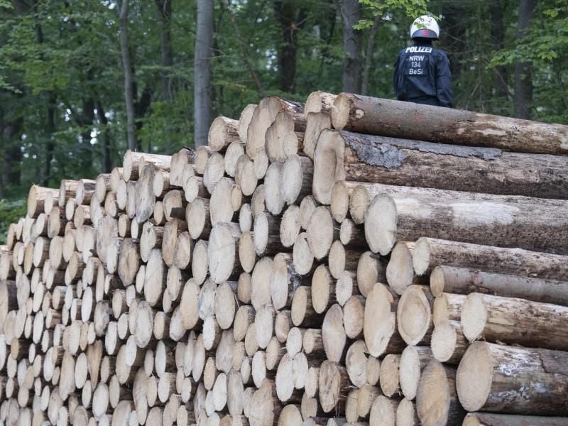 Ein Polizist, der ein Waldstück im Herrenwald sichert, steht auf gefällten Bäumen. Hier wird heute weiter für den Weiterbau der Autobahn 49 gerodet. Foto: Boris Roessler/dpa
