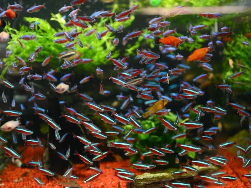 Manchmal nehmen die Wasserschnecken im Aquarium überhand. Ihre Zahl reduziert sich wieder, wenn kein Fischfutter mehr für sie abfällt. Foto: Caroline Seidel/dpa-tmn
