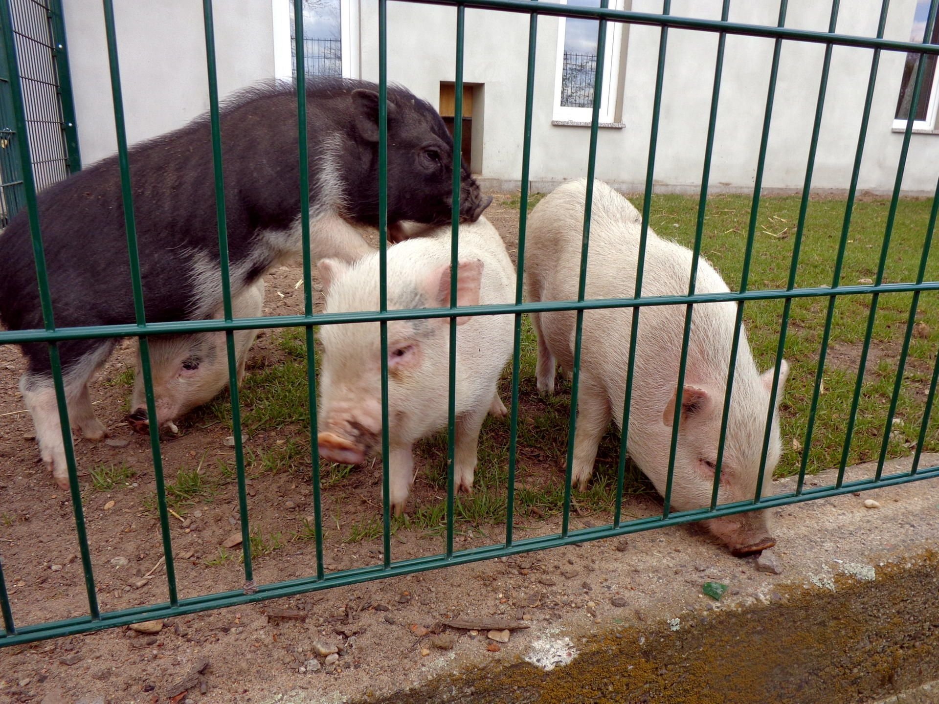 Die vier Minischweine im kleinen Zoo am Schwanenteich.