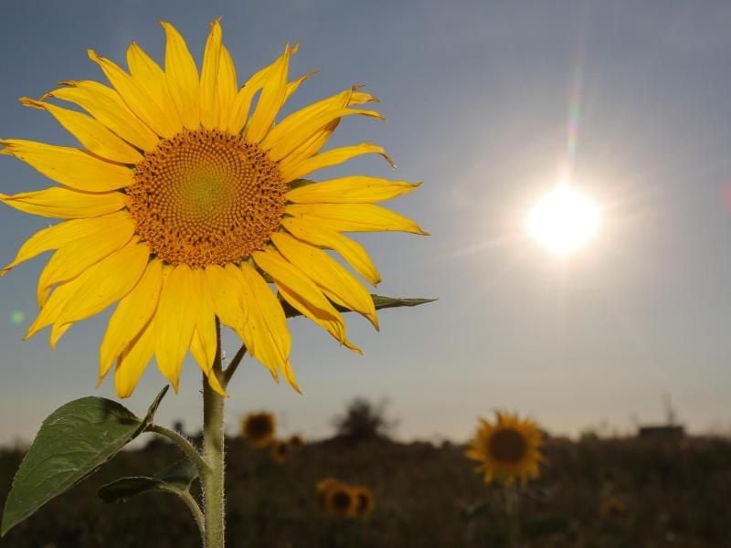 Sonnenblume vor Sonnenuntergang. Foto: Bodo Marks/Archiv