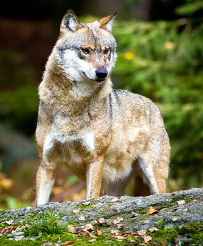 Der Wolf - Fluch oder Segen?