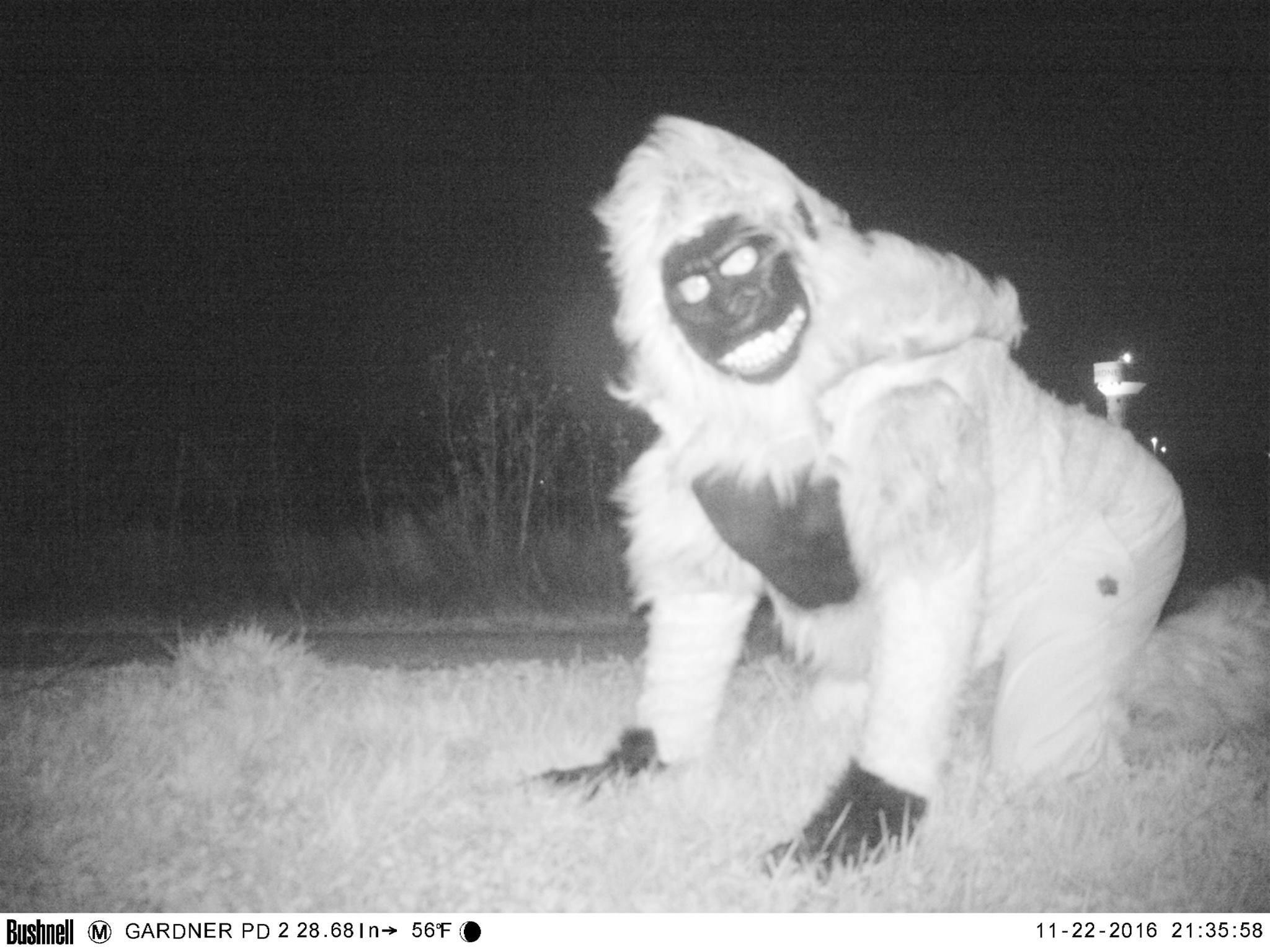 Die Polizei in der US-Kleinstadt Gardner suchte einen Berglöwen - und fand einen Menschen im Gorilla-Kostüm.