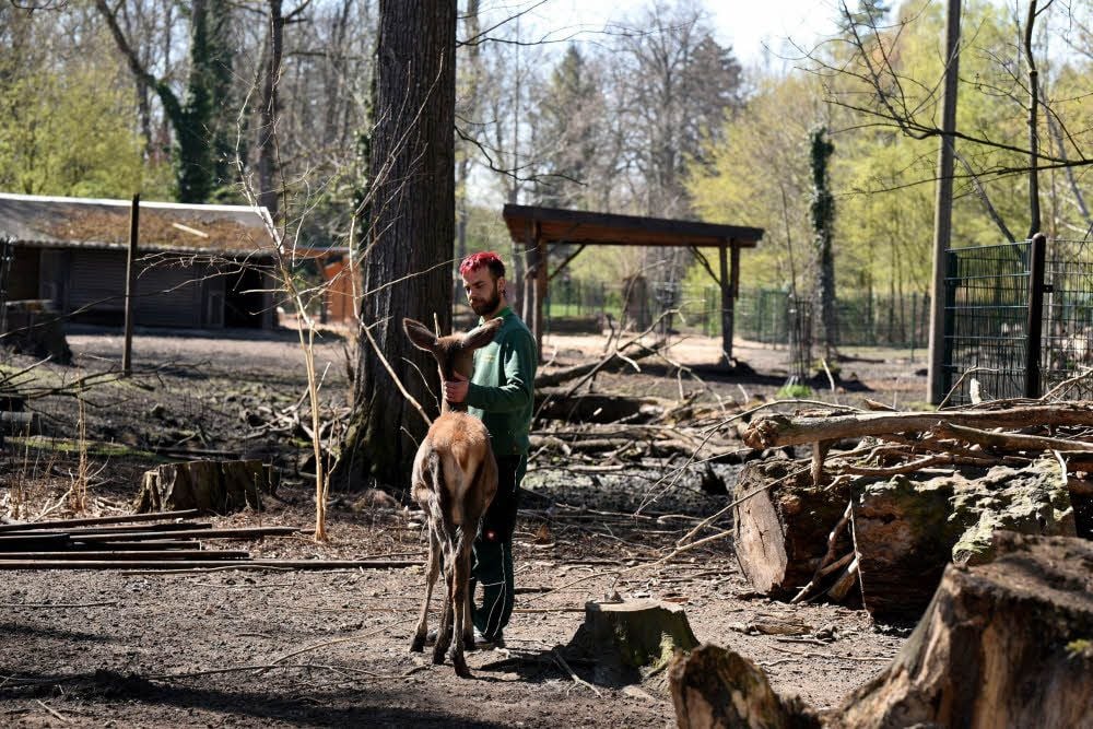 Hirschkuh Angie ist Tierpark-Chef Michael Engelmann geblieben. Sie wurde per Hand aufgezogen.