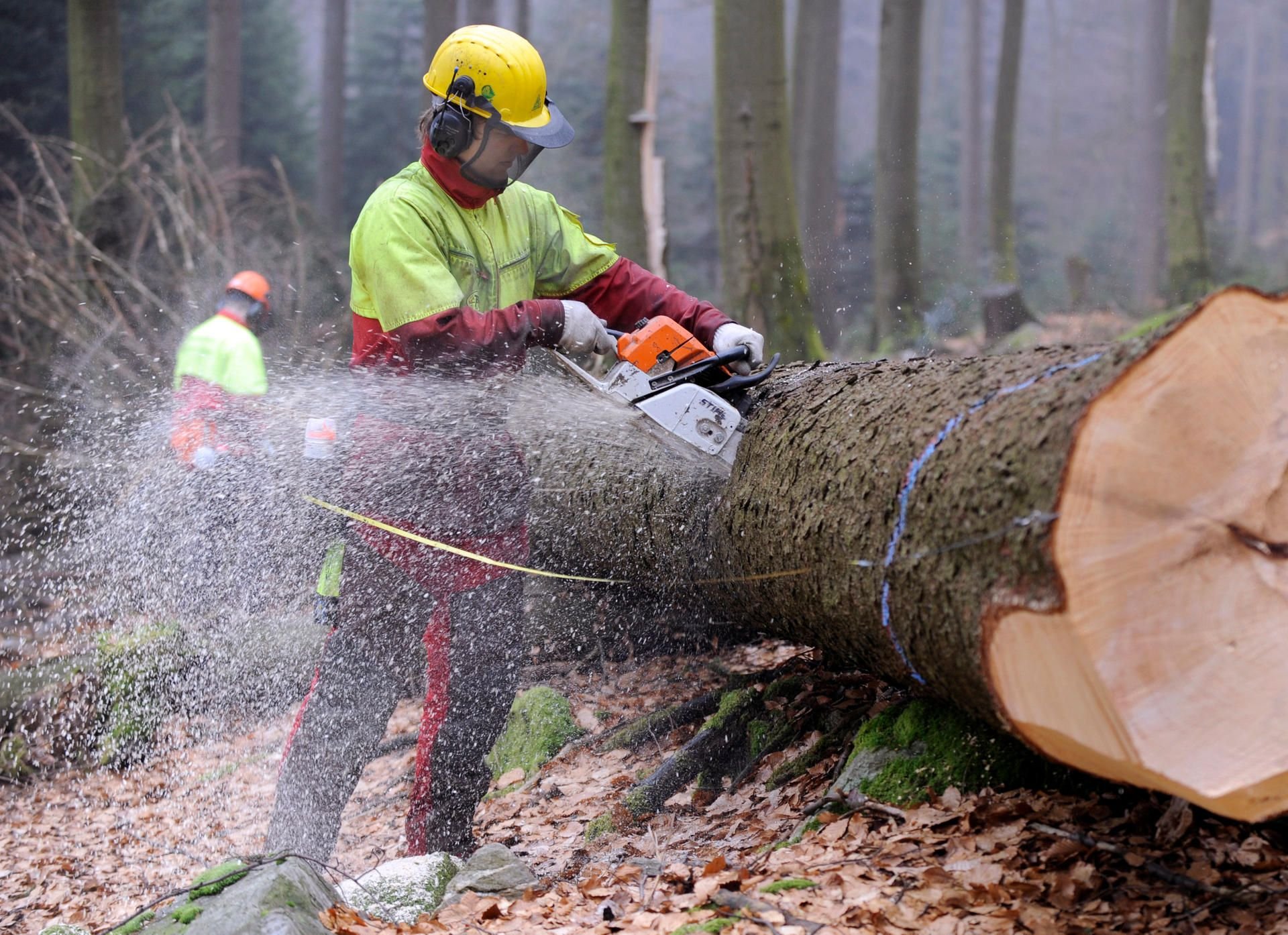 Die Stadt Köthen verkauft wieder Holz.