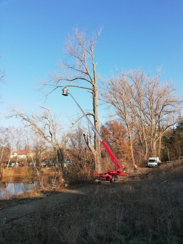 25 Meter hoch hinaus ging es für René Friedemann vom SSBZ in Rehmsdorf. Im ehemaligen Naturbad wurden alte Bäume in Kur genommen.