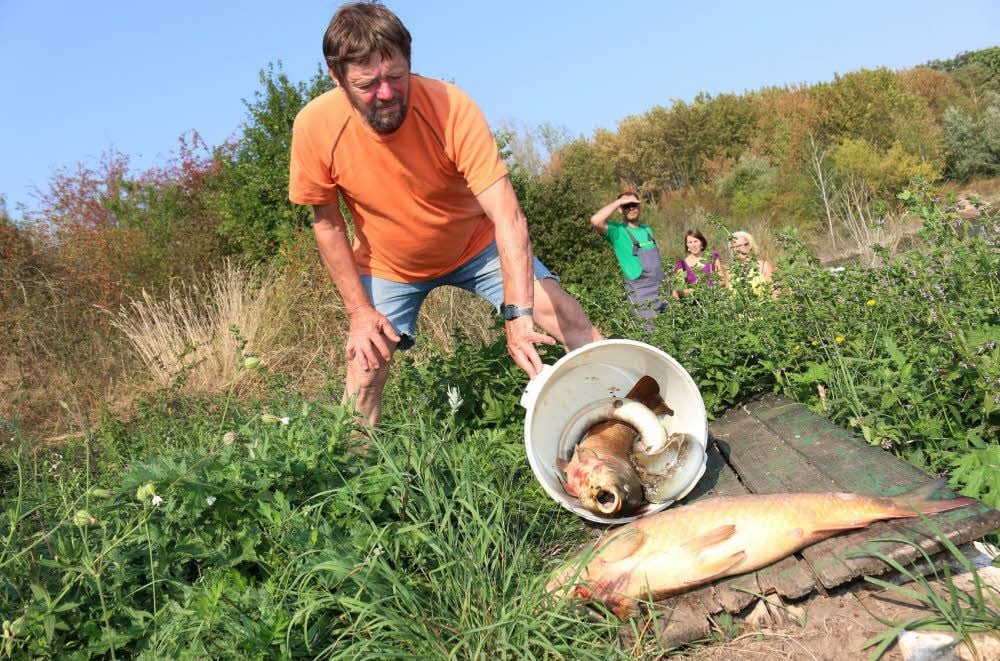 Hartmut Böhme sammelt die toten Fische ein, die er und seine Anglerfreunde aus dem See gefischt haben.