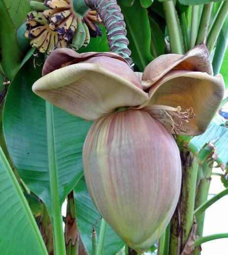 Eine der sieben Bananenblüten