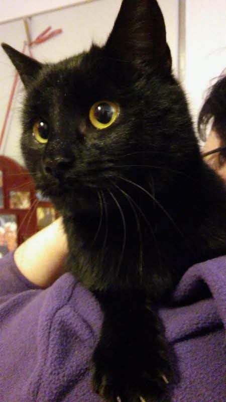 Katze Xenia war eine Freigängerin mit großem Revier.
