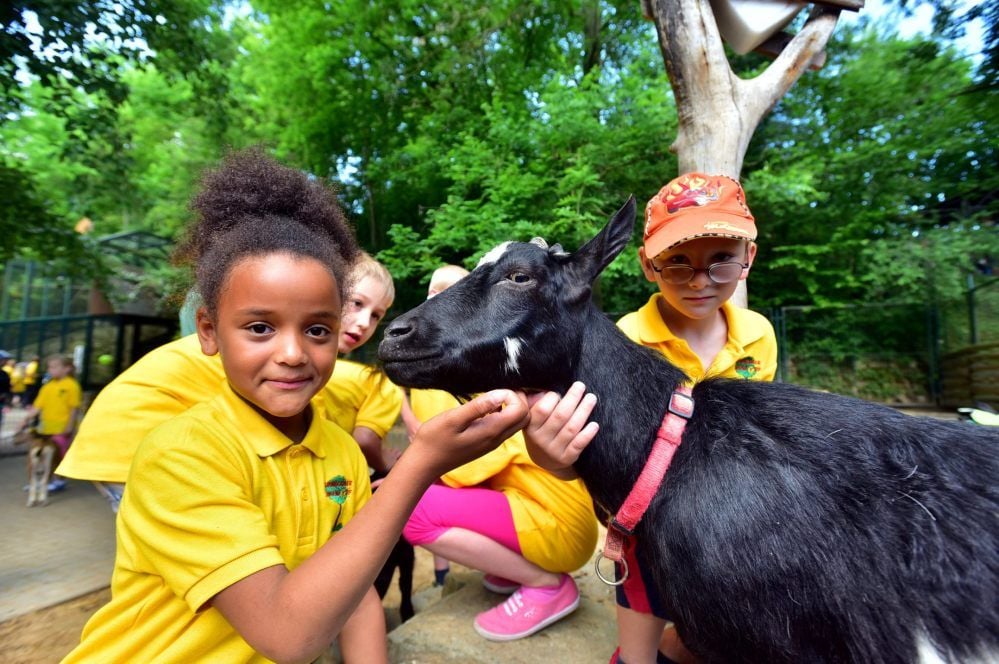 Vielen Kindern dürfte es leid tun, doch das Streichelgehege im Heimatnaturgarten Weißenfels (hier eine frühere Aufnahme von einer Kindertagsveranstaltung) muss vorerst geschlossen bleiben.