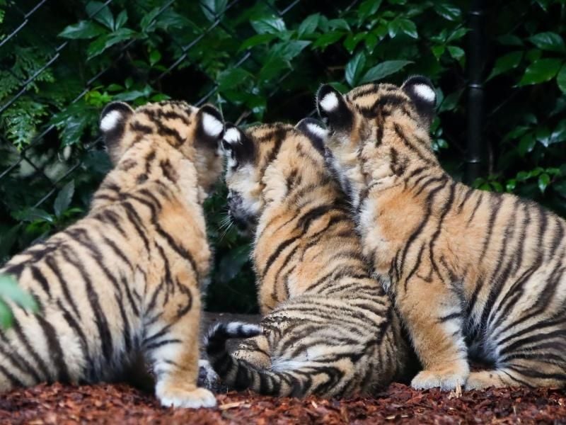 Sibirische Tigerwelpen erkunden in Hamburg ihr Gehege. Foto: Christian Charisius/Archiv