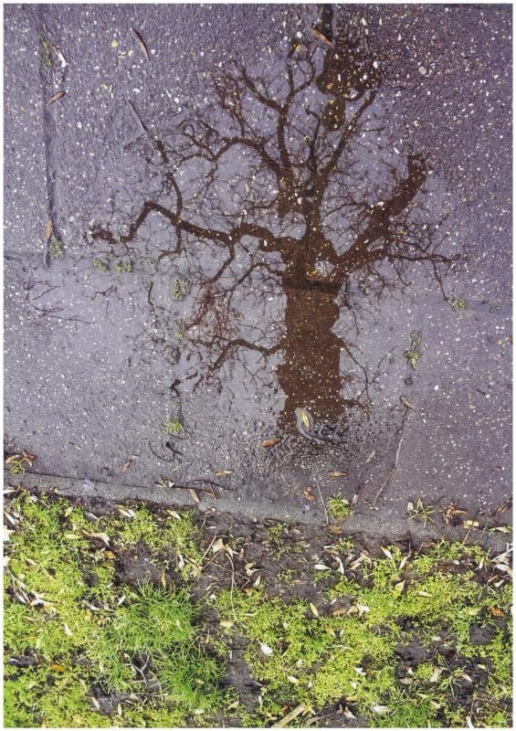 „Pfützenspiegelbaum“ heißt die Arbeit von Noah Madhi.