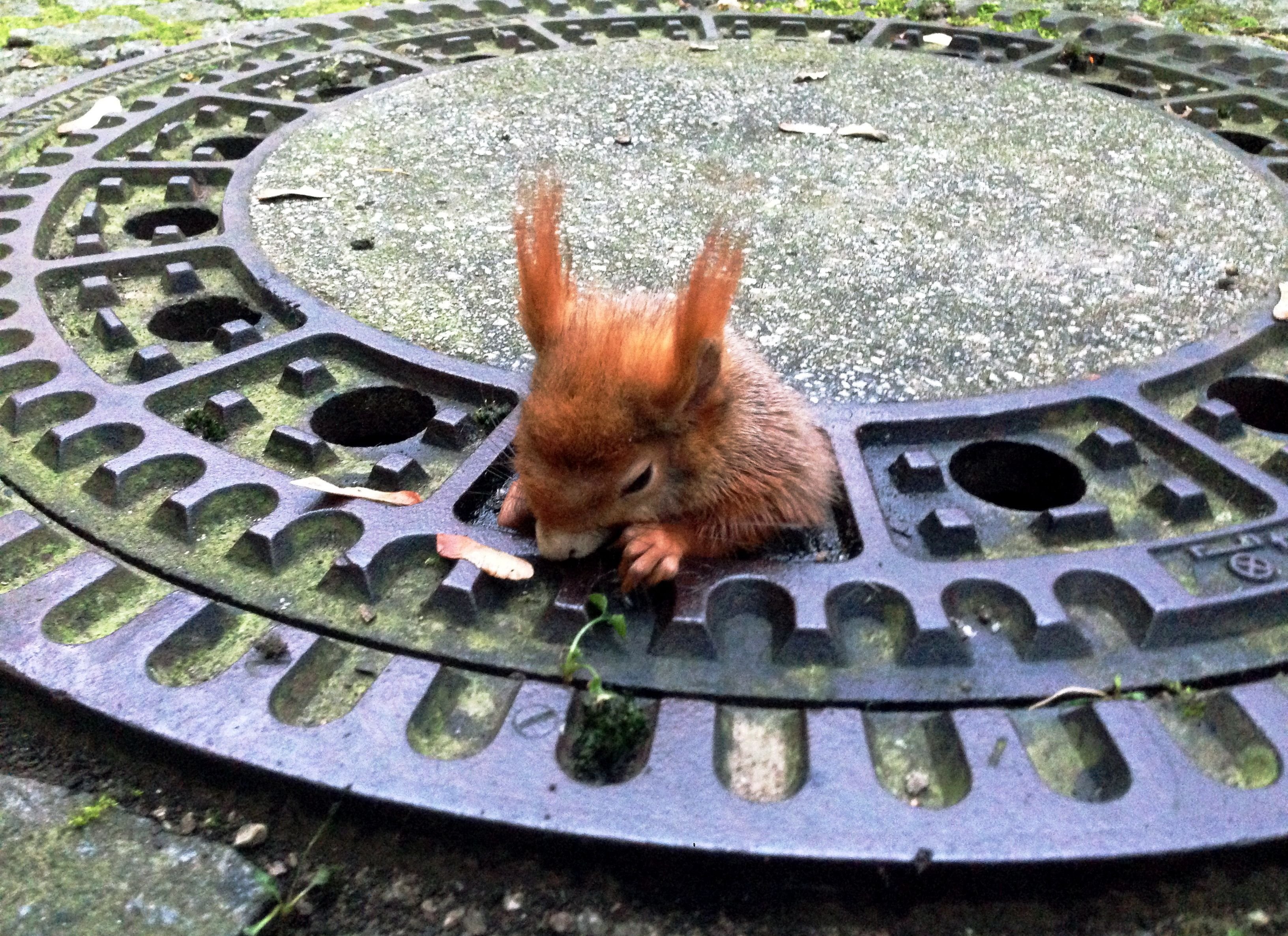 Das Eichhörnchen klemmt in München in einem Gullydeckel.