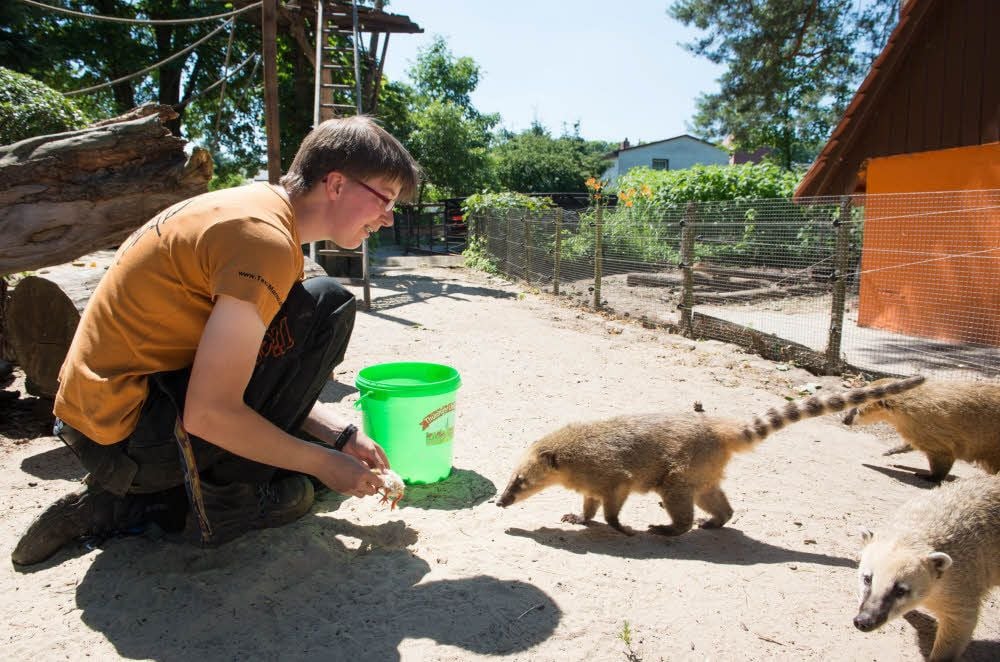 Wiebke Sierk füttert die Nasenbären im Bad Kösener Tierpark, den jedoch erhebliche finanzielle Probleme plagen.