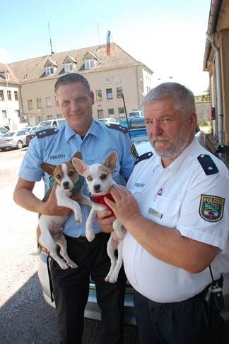 Das Tierheim in Satuelle vermittelt diese beiden Welpen.