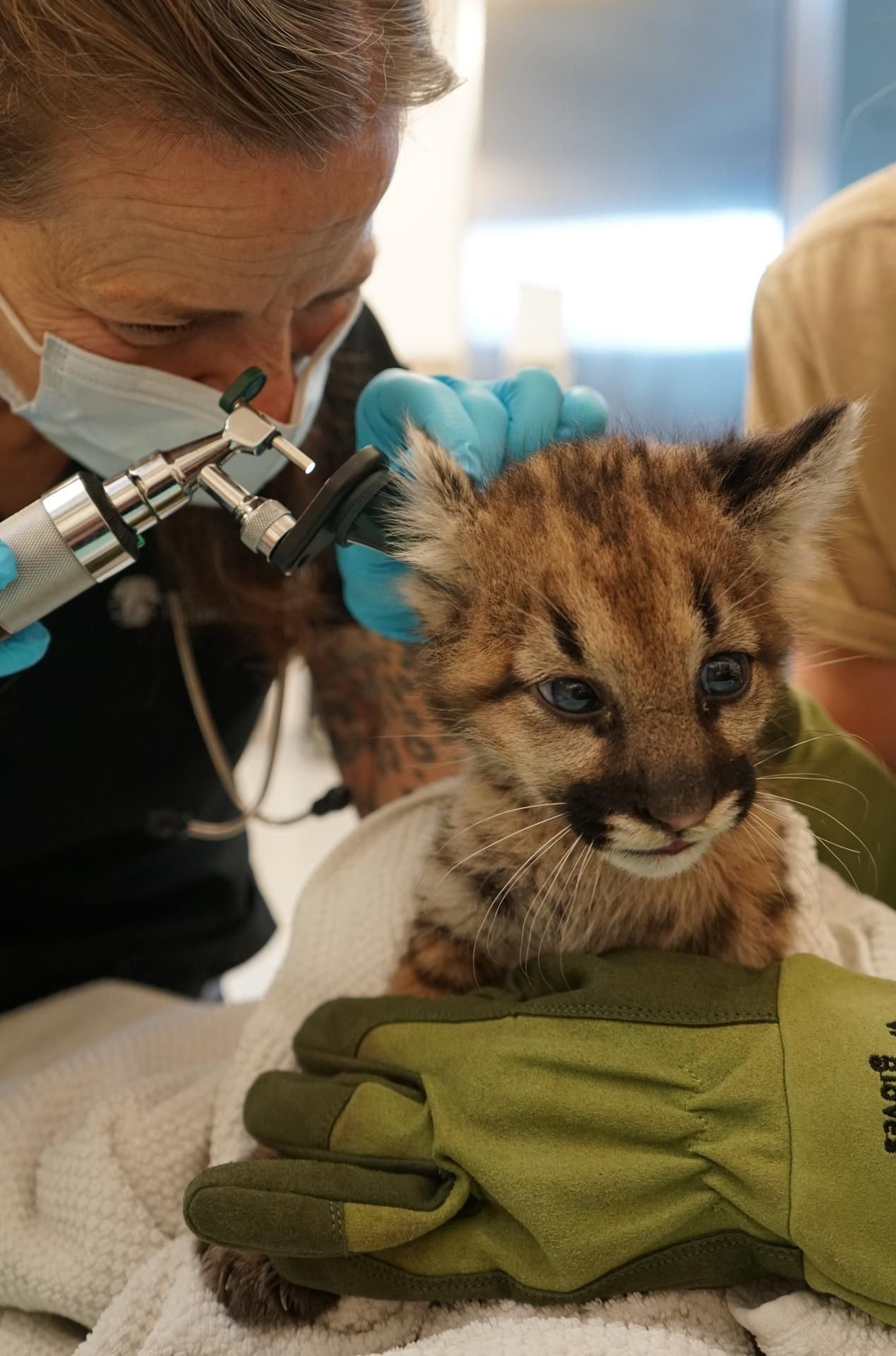 Ein verwaistes weibliches Berglöwen-Baby wird von Tierärzten untersucht.