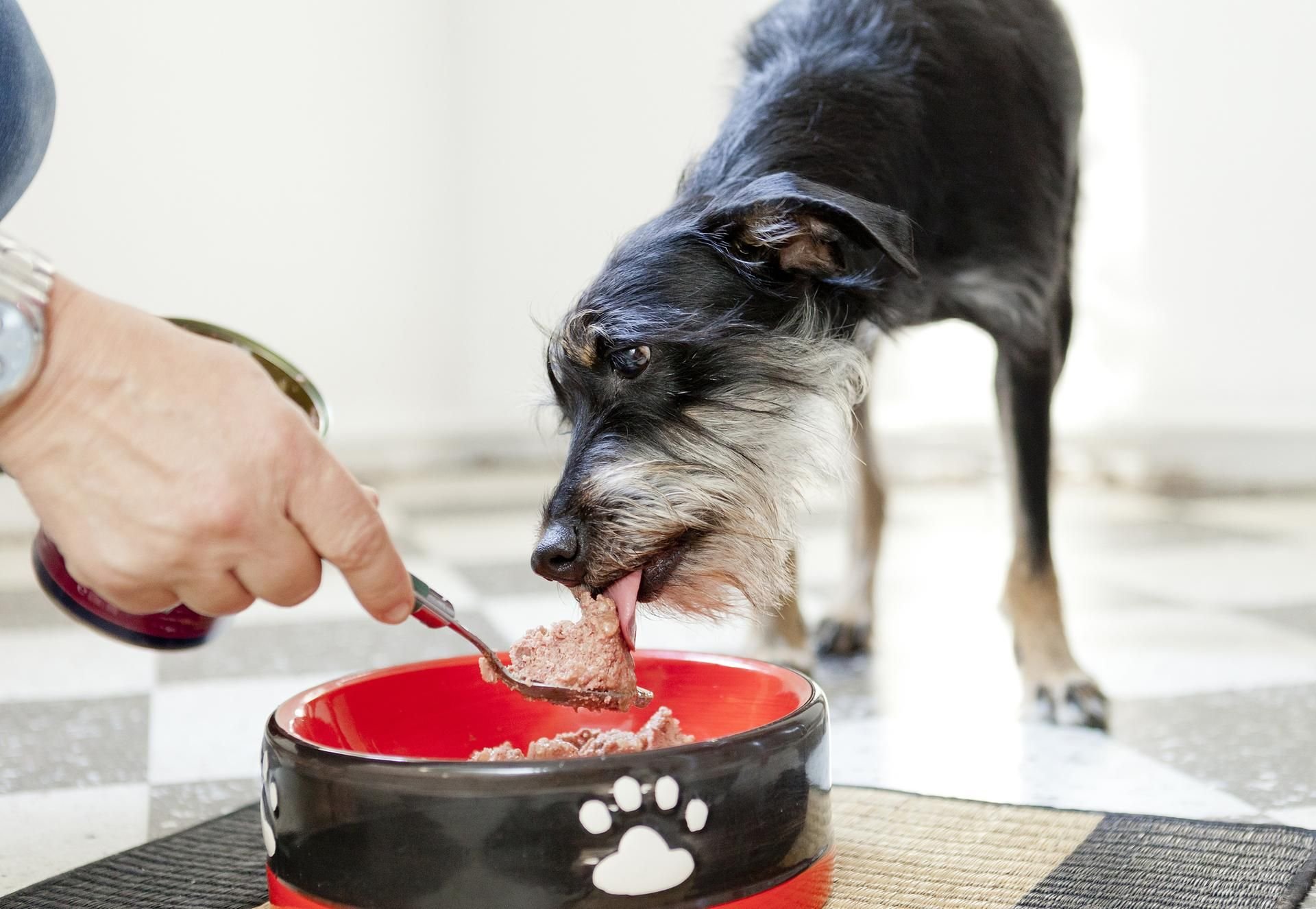 Fressnapf ruft zwei Produkte für Hunde zurück. Die Einnahme kann zu Vergiftungen führen.
