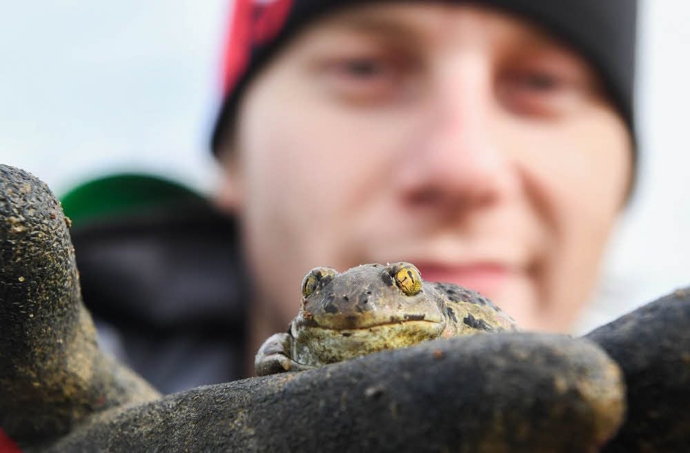 Das größte Vorkommen von Knoblauchkröten in Sachsen-Anhalt befindet sich entlang der Trasse der B6n.