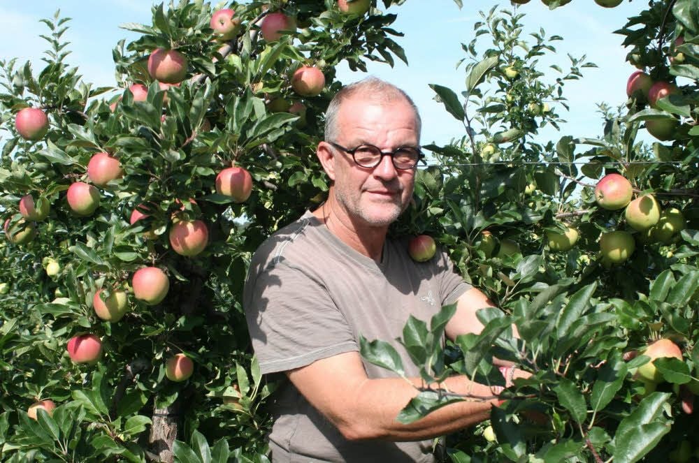 Oliver Zwicker in der Apfel-Plantage am Grenzweg auf den Oberbergen, hier gedeiht neben anderen die Sorte „Gala“ (im Bild).