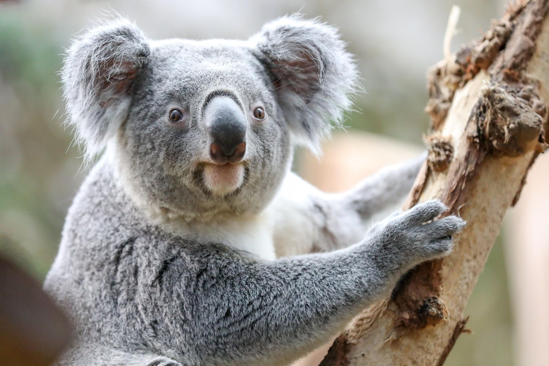 Gibt es Koalas bald nur noch im Zoo?