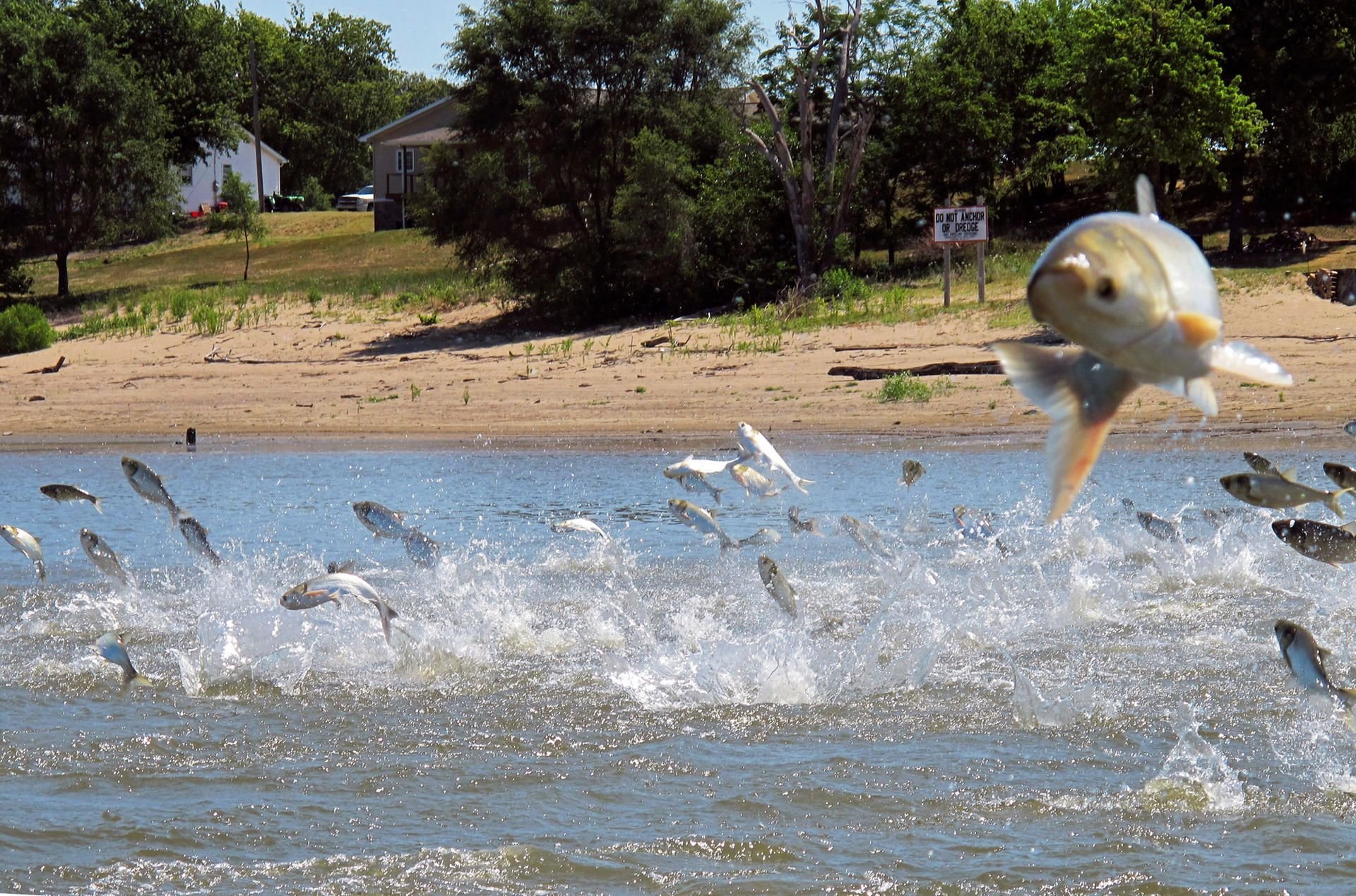 In den USA kämpfen Fischer gegen eine Karpfen-Plage.