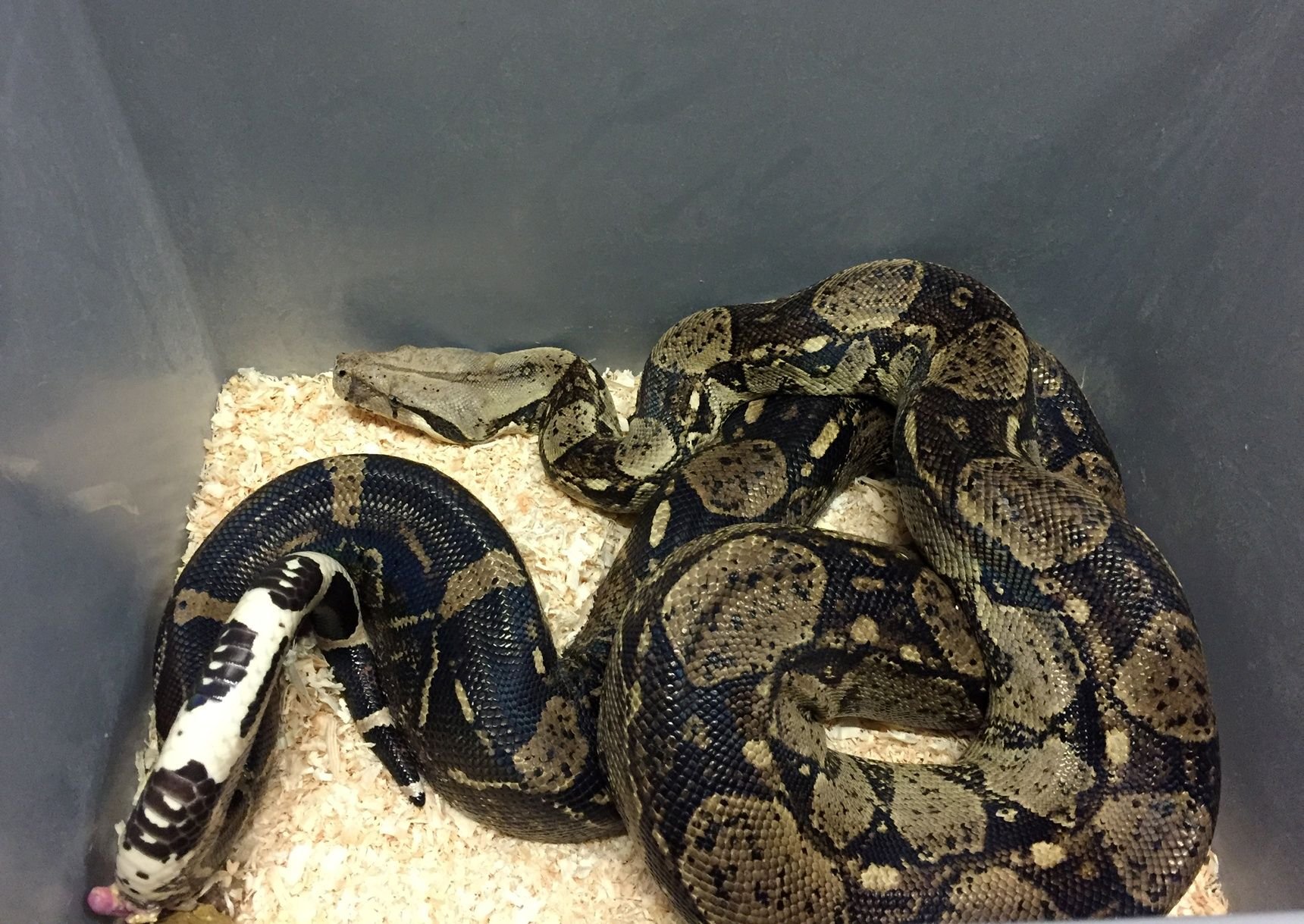 Eine Schlange der Art Boa Constrictor liegt in einer Box.