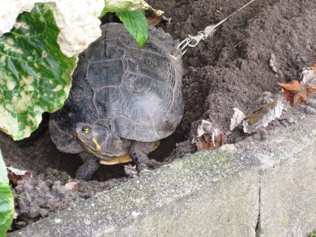 Der Panzer der Schildkröte wurde durchbohrt und anschließend ein Schlüsselring mit Karabinerhaken und eine 7-Meter-Schnur befestigt.