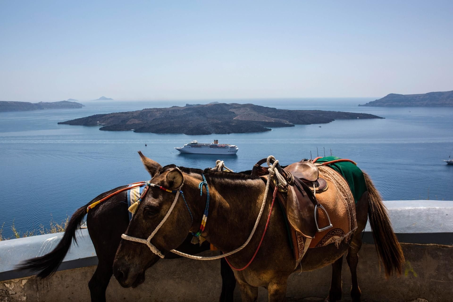 Die Esel auf Santorin sind eine umstrittene Touristenattraktion.