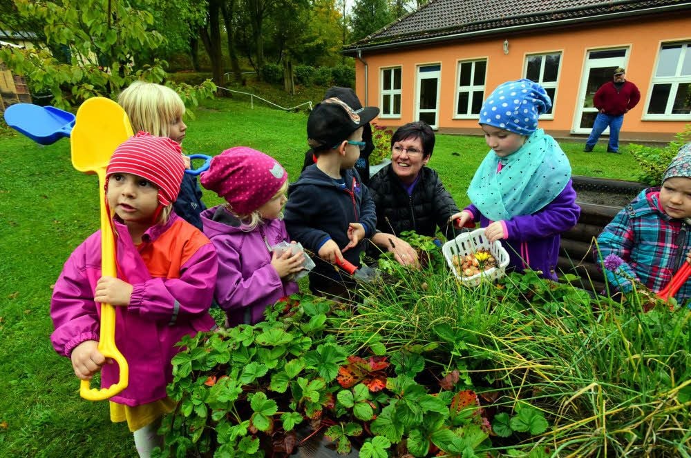 Bianka Rümmler steckt mit einigen Deubener Bergzwergen Frühblüher-Zwiebeln zwischen die Kräuter im Hochbeet.