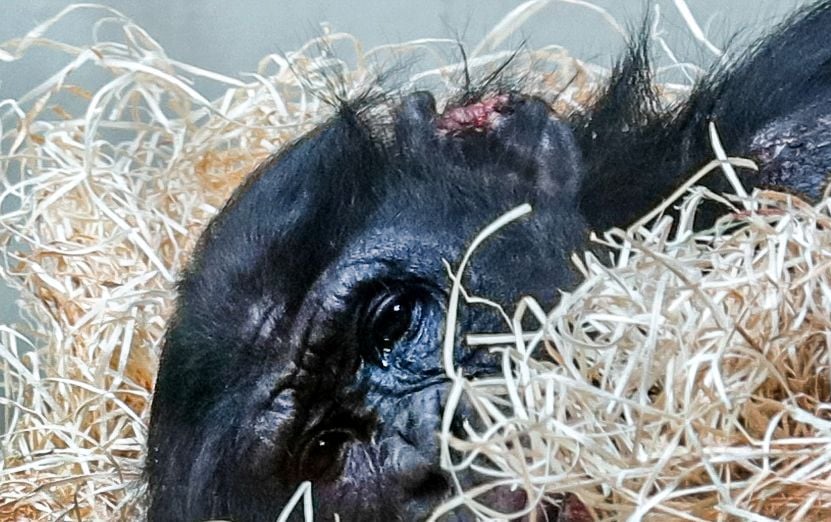Das Bonobo-Männchen Bili liegt mit Bisswunden im Zoo.