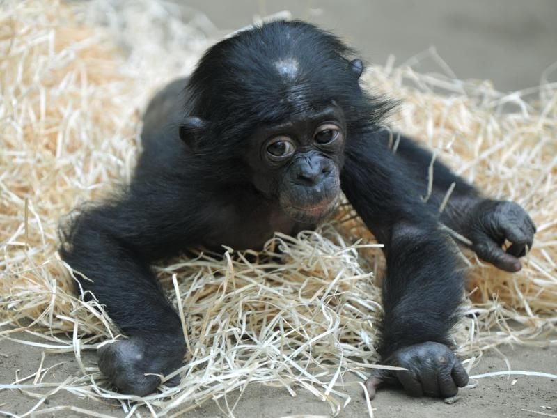 Bonobo-Nachwuchs Panisco liegt im Gehege des Zoos in Frankfurt am Main. Foto: Arne Dedert/Archiv