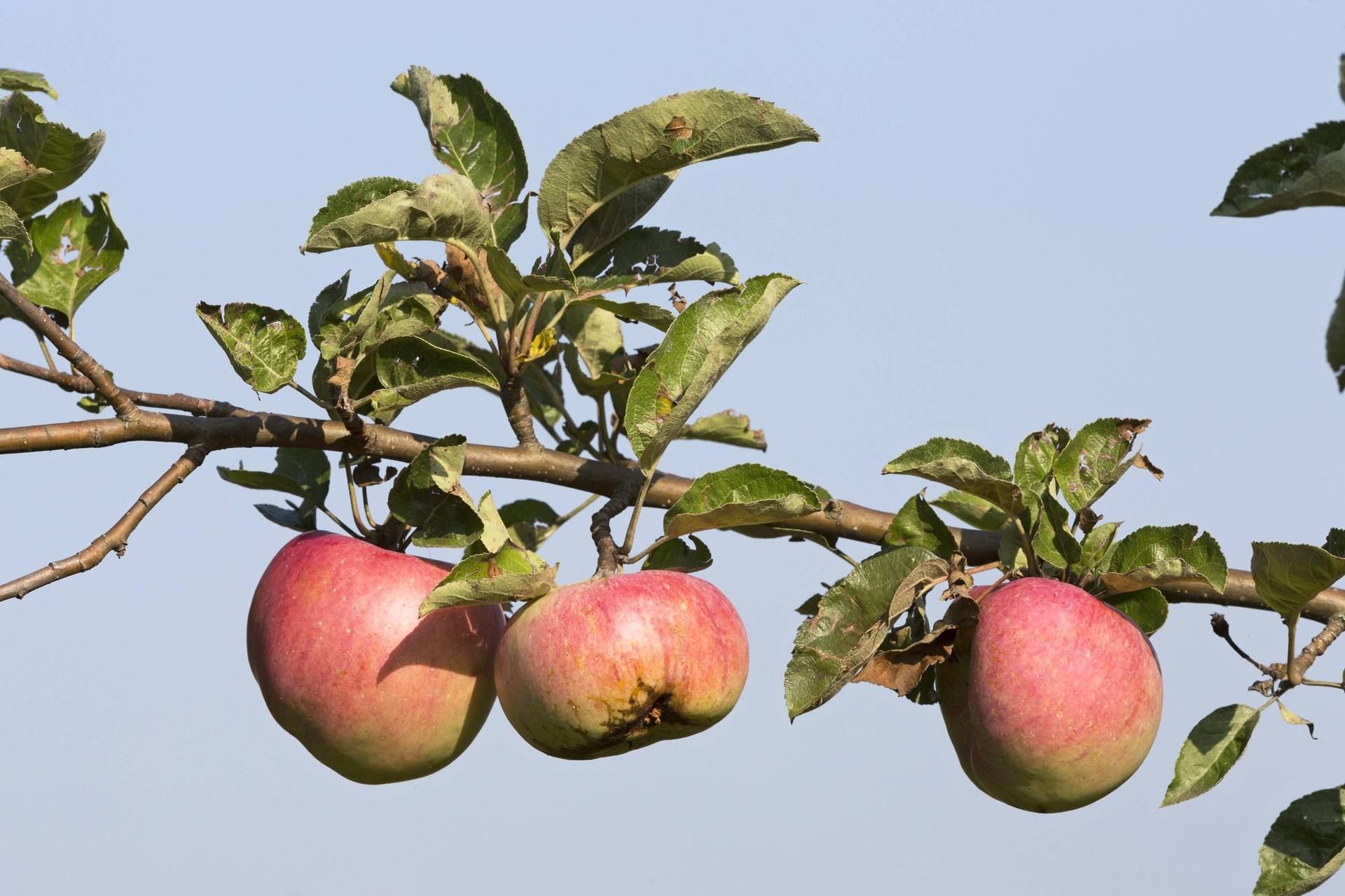 Äpfel an einem Apfelbaum