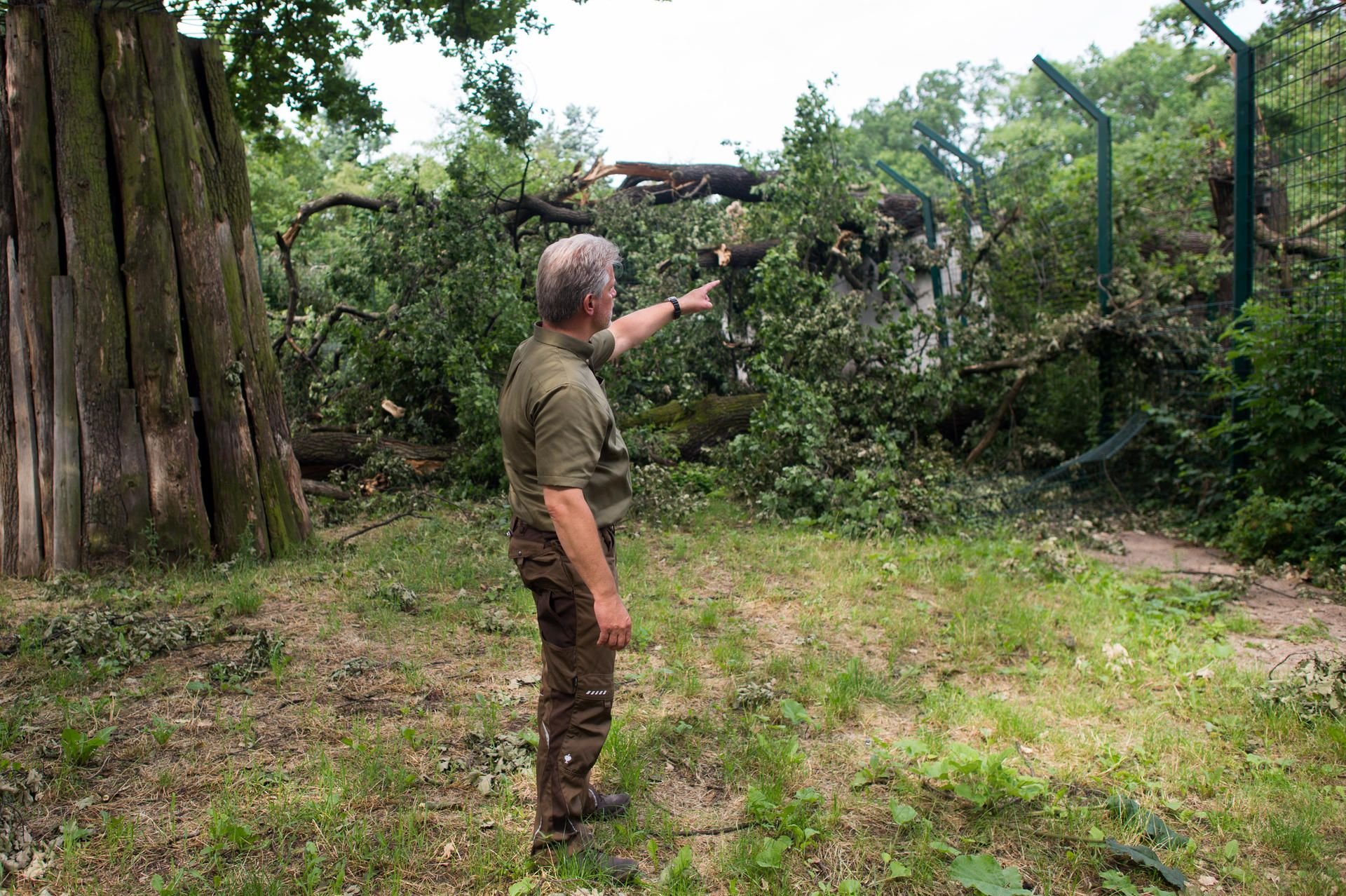 Der Direktor des Zoos Magdeburg, Kai Perret, zeigt im Freigehege der Tiger auf einen Baum der auf das Tigerhaus gefallen war.