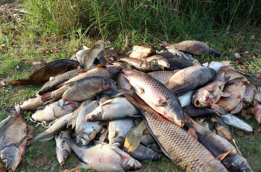 Viele Fische konnten mit so wenig Sauerstoff nicht überleben.
