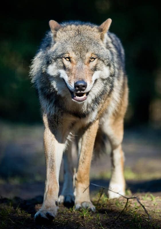 Ein Wolf in seinem Gehege im Wildpark Schorfheide in Groß Schönebeck (Brandenburg).