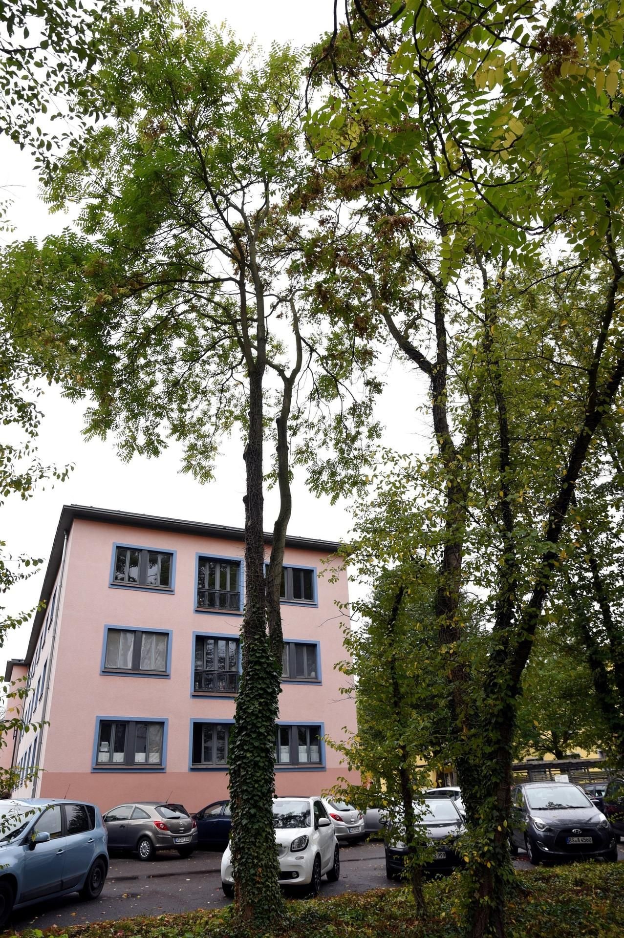 Götterbaum auf dem Gelände der Hochschule Anhalt