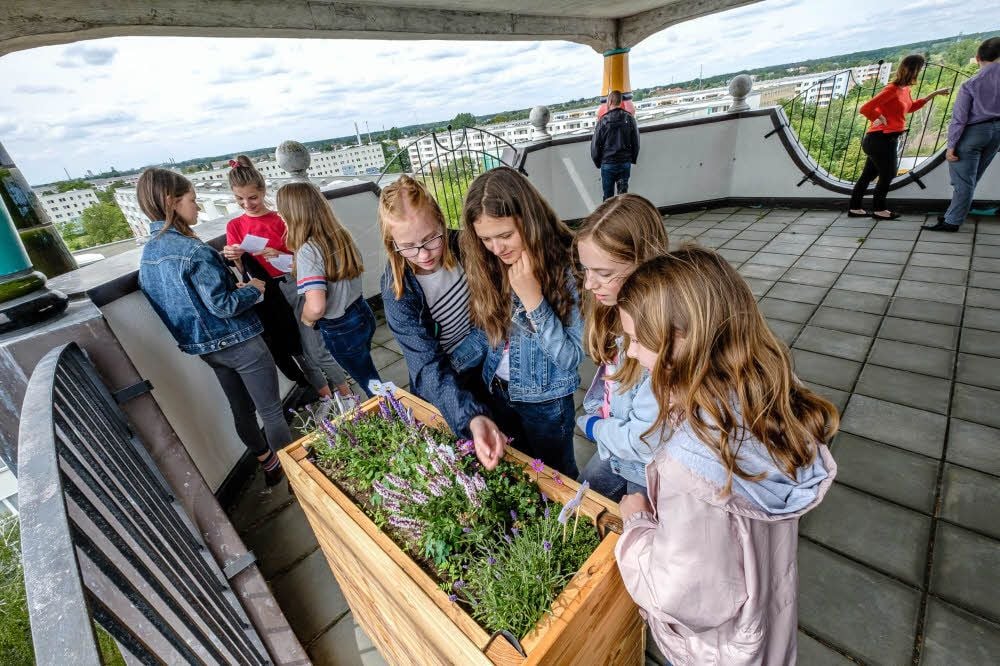 Klein aber fein: Das Hochbeet für Bienen steht unterm Dach von Haus Hundertwasser des Luther-Melanchthon-Gymnasiums in Wittenberg. Schülerinnen und Schüler haben es gebaut und werden es auch pflegen.