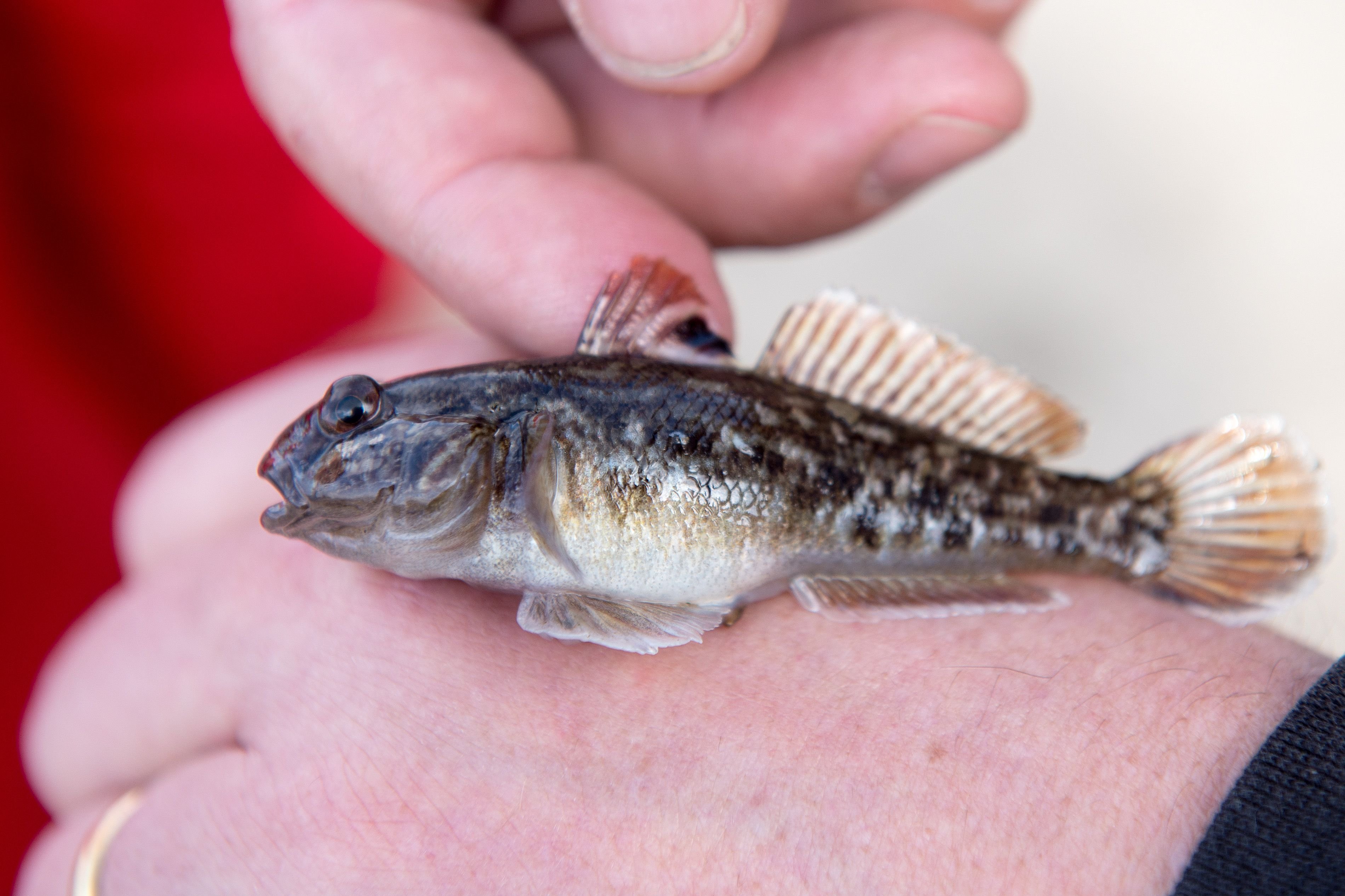 Angler Frank Kleinwächter hält in Düsseldorf eine Schwarzmundgrundel in der Hand.
