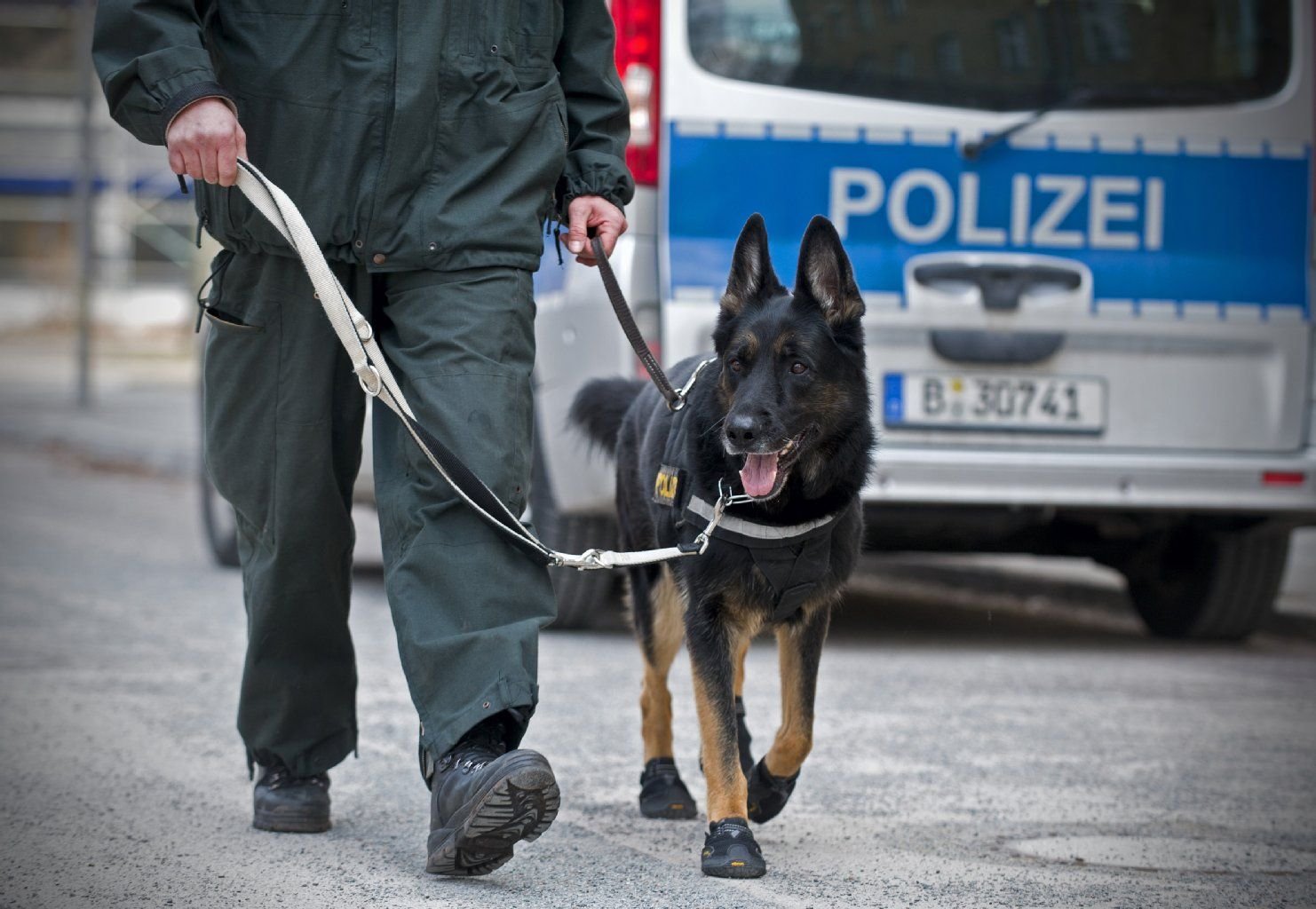 Künftig sollen GPS-Sender am Halsband bei der Fährten- und Vermisstensuche behilflich sein.