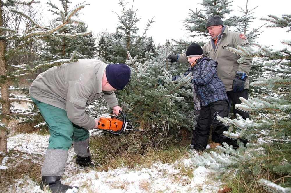 Grillenberg: Weihnachtsbäume selber sägen