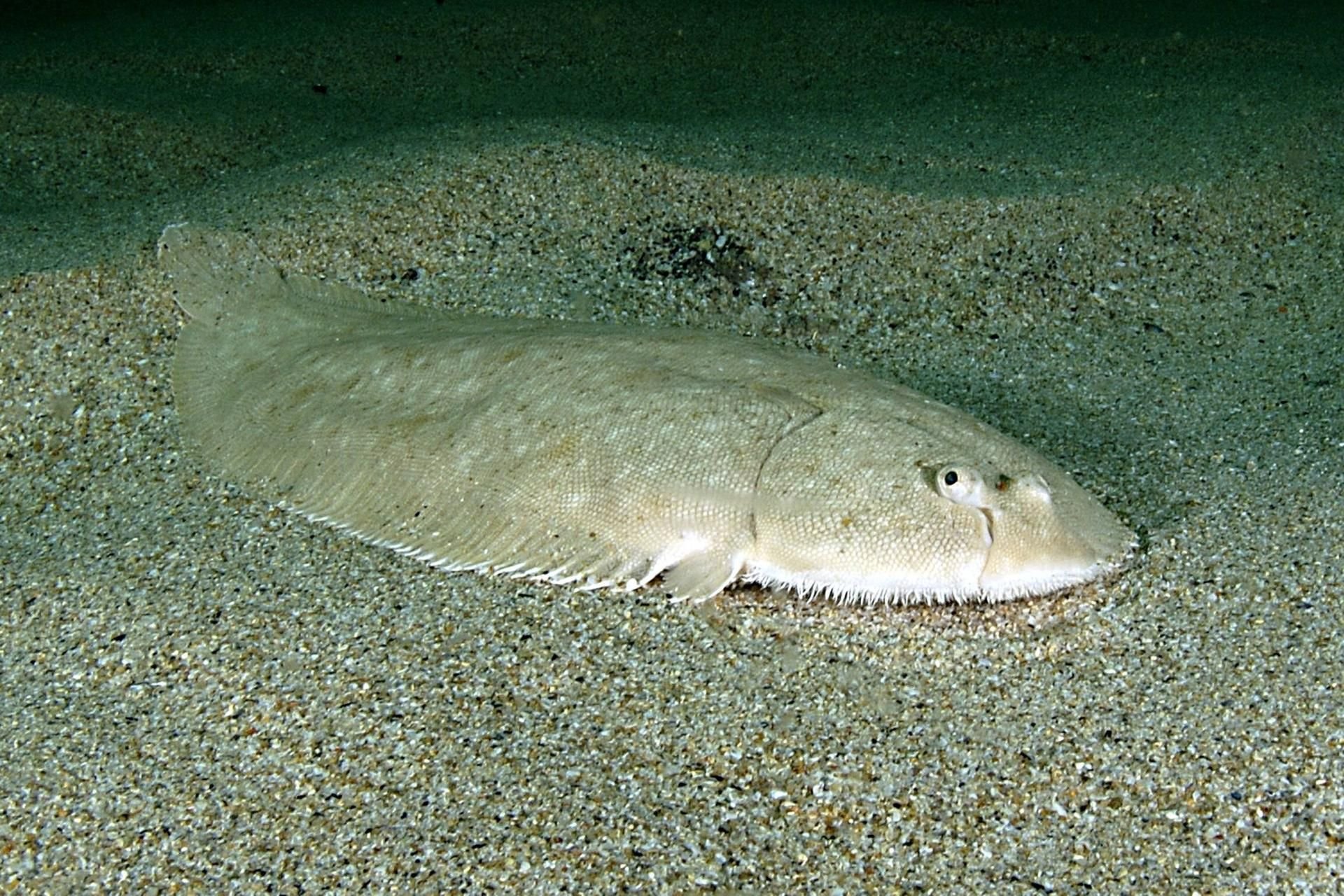 Eine Seezunge (Solea solea) in der Nordsee. (Symbolbild)