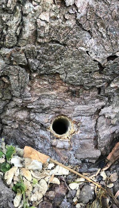 Dieses Loch ist in den Baum gebohrt worden.