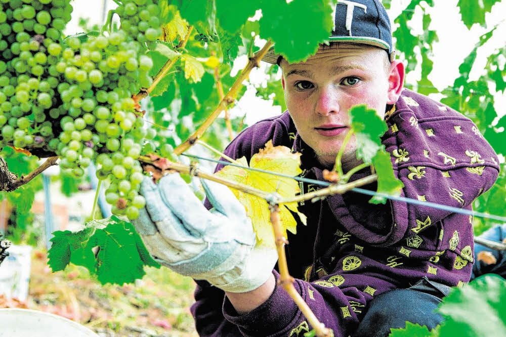 Dominik Schade arbeitet im Weinberg des Berufsbildungswerkes. Bei Kolping in Hettstedt lernt er im Gartenbau-Bereich.
