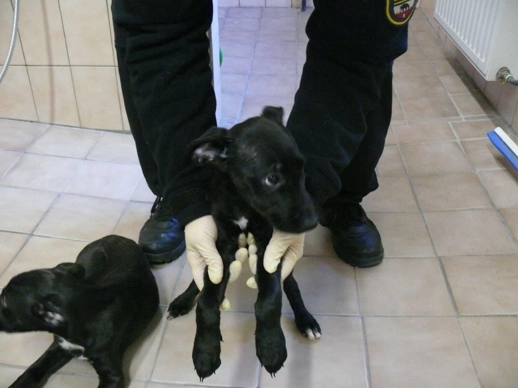 Die Hundewelpen waren völlig abgemagert und verstört.