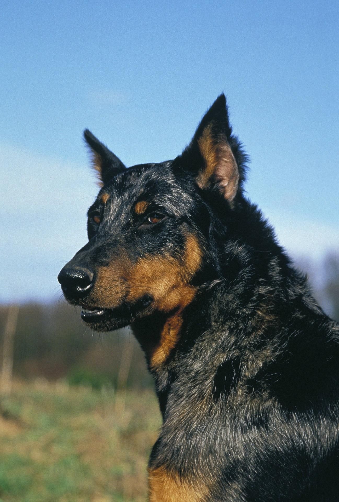 Einen Hund dieser Rasse, französischer Beauceron, wurde auf der A7 bei Fulda von der Polizei erschossen.