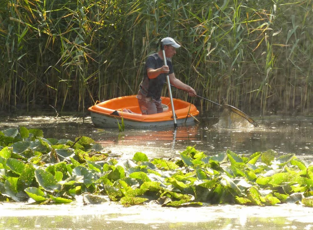 Vom Schlauchboot, aber auch vom Ufer aus, holen die Angler die toten Fische aus dem Wasser.