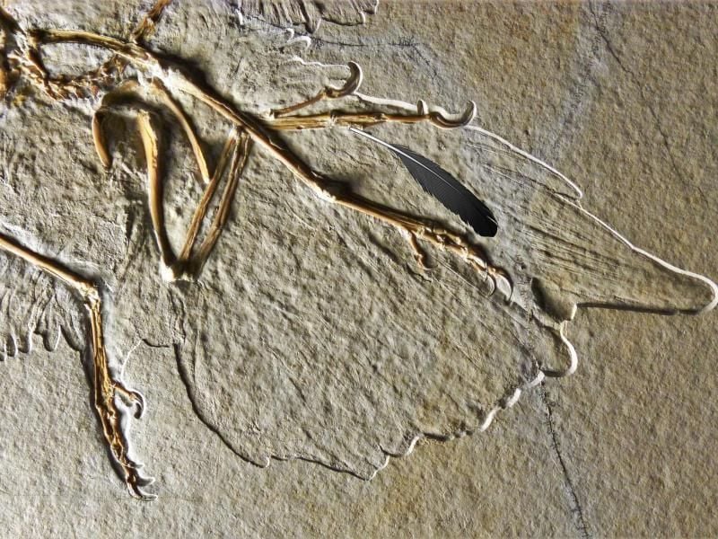 Eine Feder auf der Versteinerung eines Archaeopteryx. Foto: Helmut Tischlinger & Ryan Carney/Museum fur Naturkunde/dpa