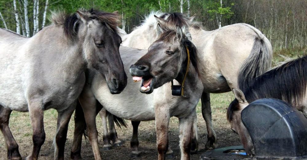 Der erste Wolfsangriff auf ein Pferd in Deutschland in der Neuzeit fand in der Oranienbaumer Heide auf die dort lebenden Konikpferde statt.
